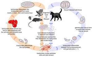 Life cycle of Toxoplasma gondii. Source: Wikimedia Commons; Author: LadyofHats (2010)