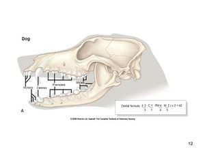 Dental Formula - Dog - WikiVet English