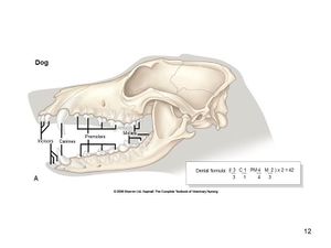 Dental 2025 formula dog