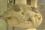 Lion skull.jpg
