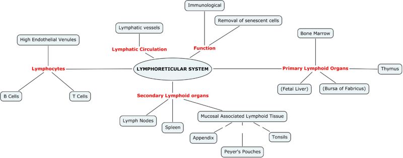 Lymphoreticular system Mind-Map Jenny Sanders RVC2008