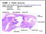 hard palate histology