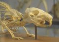 Guinea-pig skull.jpg
