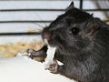 Black gerbil.jpg