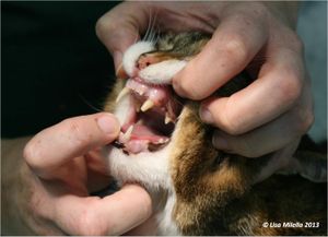 Oral exam cat.jpg