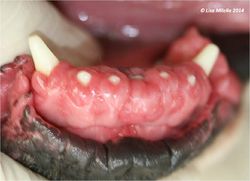 gingival hyperplasia in dogs