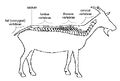 Anatomy and physiology of animals Regions of a vertebral column.jpg