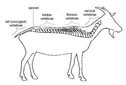 Spinal Column - Anatomy & Physiology - WikiVet English