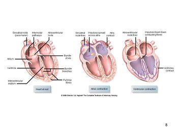 Heart Structure - Anatomy & Physiology - WikiVet English