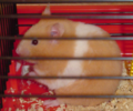 Banded hamster.PNG