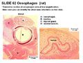 Oesophagus Histology.jpg