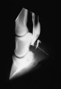 Equine Orthopaedics and Rheumatology Q&A 18.jpg
