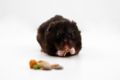 Black hamster.jpg