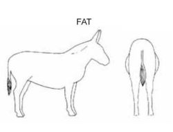 Fat donkey.jpg