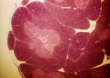 Timo - Anatomía & Fisiología - WikiVet Español