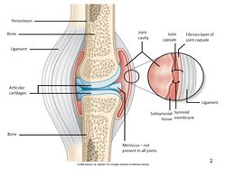 Joints - Anatomy & Physiology - WikiVet English