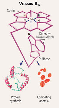 Feline vitamineB12.jpg