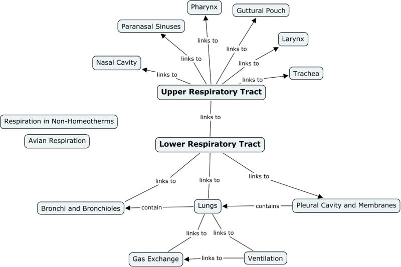Respiratory System Concept Map.jpg