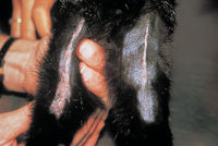 Small Animal Dermatology Q&A 05a.jpg