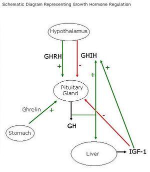 Pituitary Growth Hormone Anatomy Physiology WikiVet English