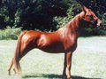 American saddlebred horse.jpg
