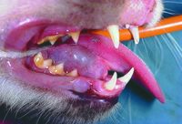 Vet Dentistry 10.jpg