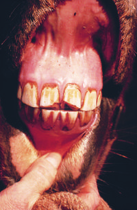 Vet Dentistry 14.jpg