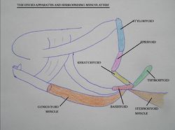 Hyoid Bone: Function, Location & Anatomy