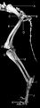 Anatomy images bone promences dog Canine 6.jpeg