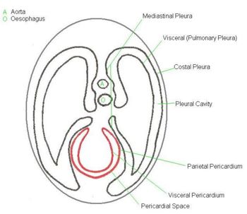 parietal pleura and pericardium