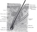 Section of hair follicle.jpg