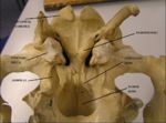 Pig skull ventral view.jpg
