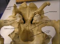 Skull bones of animals, Veterinary Anatomy