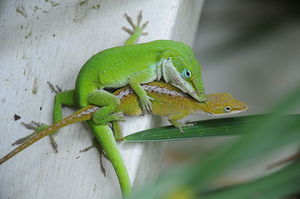 how do lizards reproduce