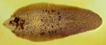 Fasciola hepatica.jpg