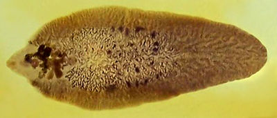 Fasciola Hepatica Phylum platyhelminthes fasciola