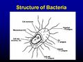 Bacteria structure.jpg