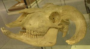 Cráneo y Músculos Faciales - Anatomía & Fisiología - WikiVet Español