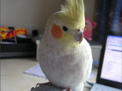 Cockatiel.jpg