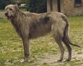 Irish Wolfhound.jpg