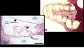Section through Cochlea - Histology.jpg