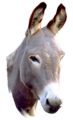 Donkey5.png