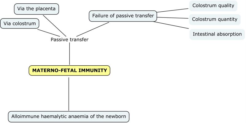 Maternofetal immunity Mind-Map Jenny Sanders RVC2008