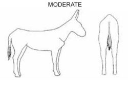Moderate donkey.jpg