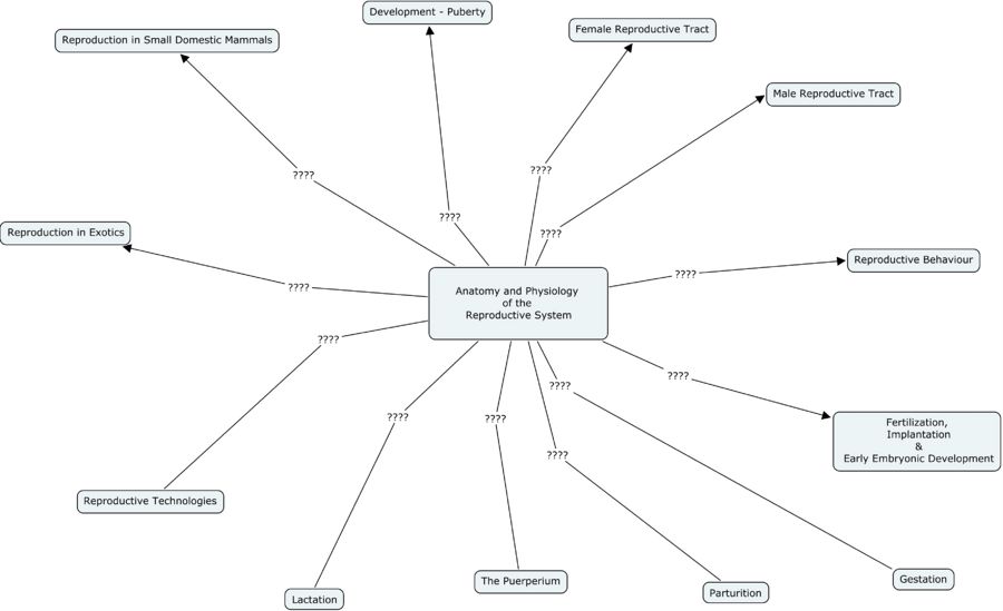 Reproductive System Concept Map - Anatomy & Physiology.jpg