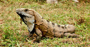 spiny tailed iguana