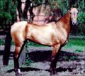 Akhal-Teke Horse.jpg