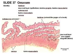 Omasum - Anatomy & Physiology - WikiVet English