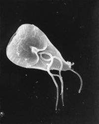 A giardiasis egy betegség)