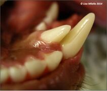 Supernumerary teeth dog.jpg